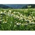 Chamomile Extract factory supply