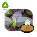 Perilla Extracto de hojas en polvo Hierba natural