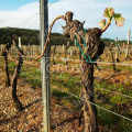 Sistem Menembak Vineyard Vertical