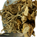 Dried Agrocybe aegerita tea tree mushroom natural agrocybe