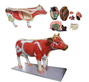 Plastic Cow Anatomy Medical Model Search