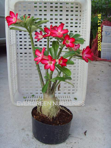 Adenium obesum