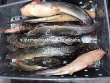 Frozen cat fish whole round