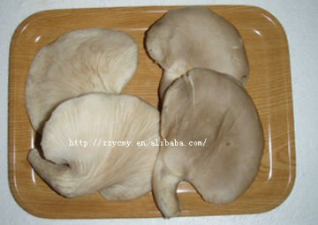 hot food canned abalone mushrooms