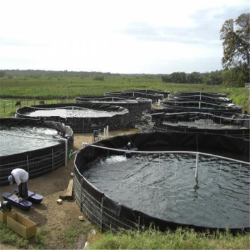 UV Resistance HDPE Tank Liner for Shrimp Farms