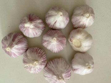 Pure white garlic small size 4.5cm