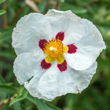 Oli essenziali di cisto Rock Rose