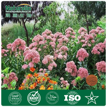 Rhodiola Root Dry Extract