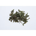 High quality  Mentha haplocalyx Briq.