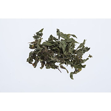 High quality  Mentha haplocalyx Briq.