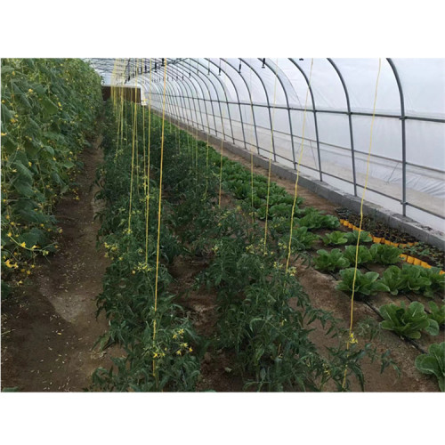 Tunnel greenhouse plant vegatables for greenhouse