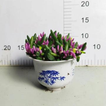 Othonna capensis succulent plant