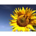 Natürliche Rohstoffe 100 % reine Sonnenblumen Honig in loser Schüttung oder OEM