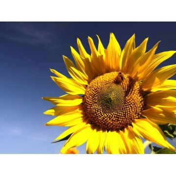 Bonne santé original miel pur de l’abeille tournesol gros naturel