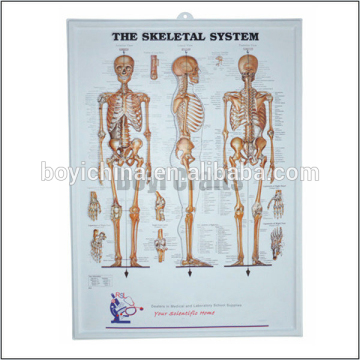 3d embossed human anatomy charts 2014 made China