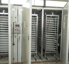 Industrial Automatic Incubator for Large Birds: Chicken, Reptile, Ostrich, Turkey, Goose, Duck