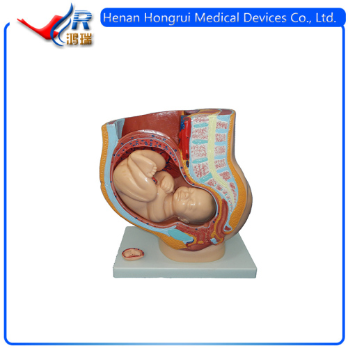 Classic Pregnancy Anatomical Model,Teaching Anatomical Female Pelvis Model