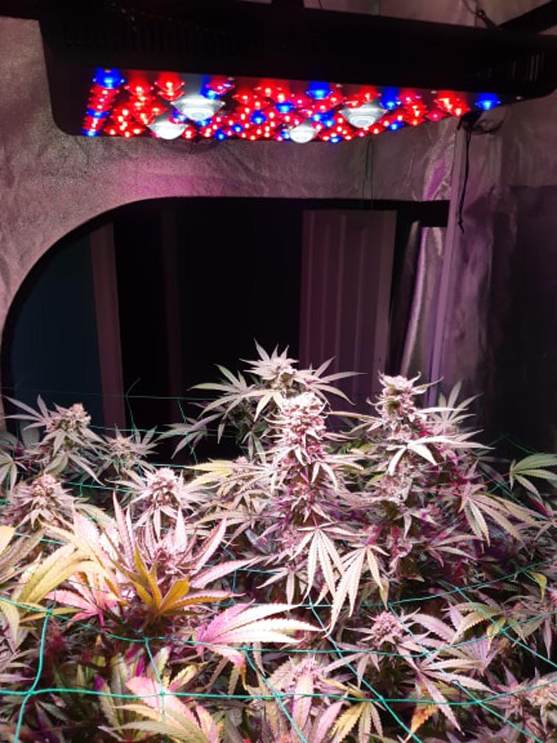 C2000w Led Grow Light Efficent