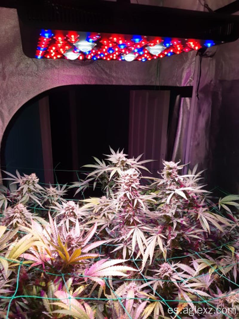 Luz de cultivo LED COB de cobertura de núcleo de 4 * 4 pies 2000w