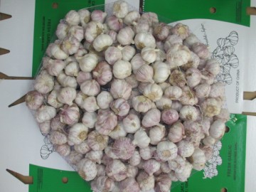 Good Quality Normal Garlic Crop 2020