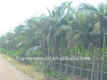 Archontophoenix alexandrae palm tree nursery field