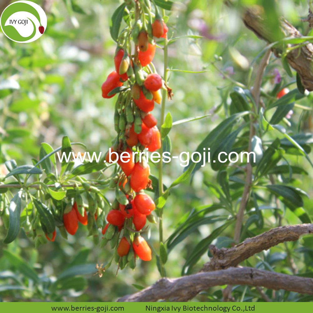 goji berry