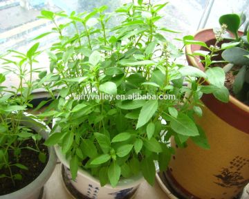 Heirloom Herb Flower Bulk Basil Seeds For Sale