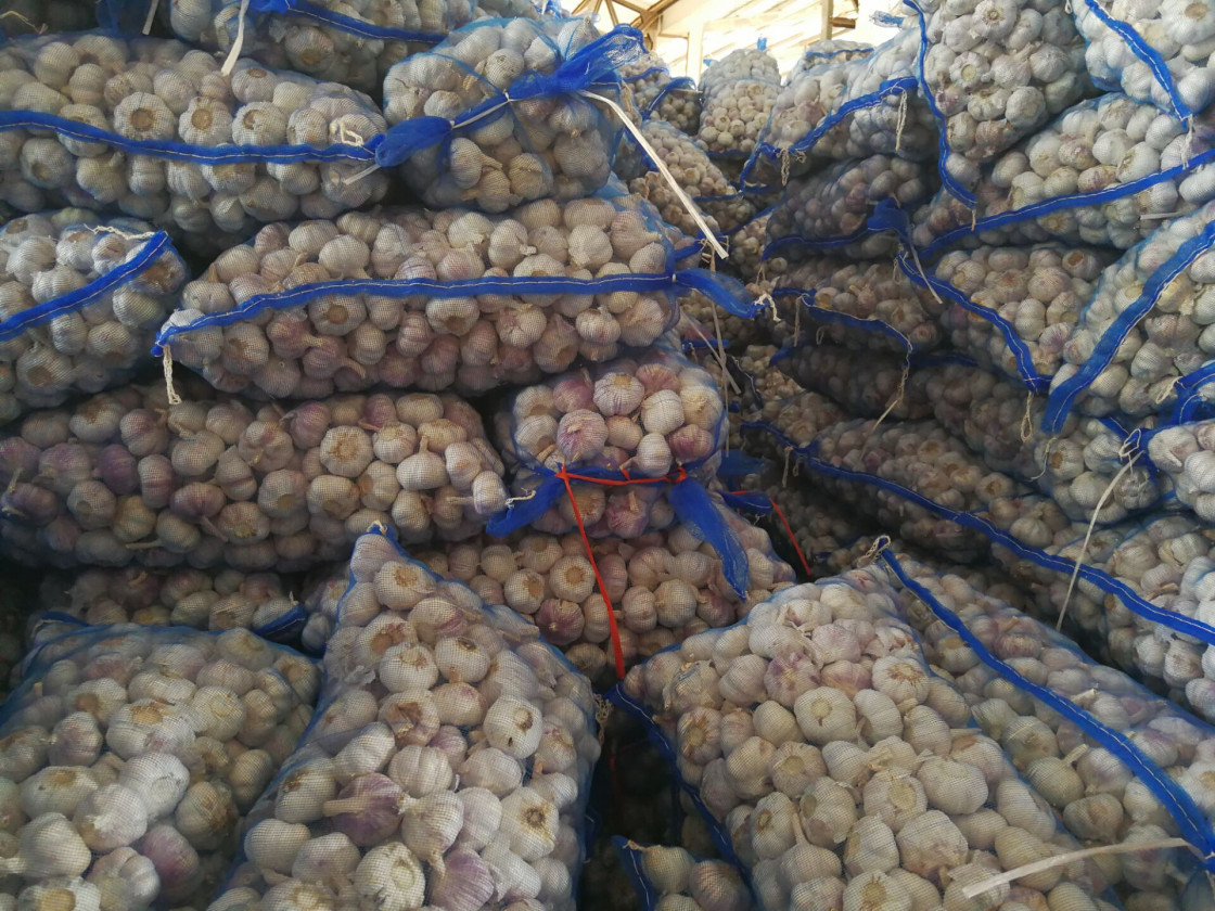 Fresh Red Garlic Seeds Factory Supply In Bulk Packing 20kg Mesh Bag