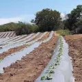 Reflekterande plastfilm Mulch Weed Control