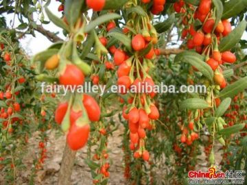 High Best Quality Ningxia Goji Berry Seeds Wolfberry seeds Medlar seeds lyceum barbarum Goji seeds-Exported To Many Countries!