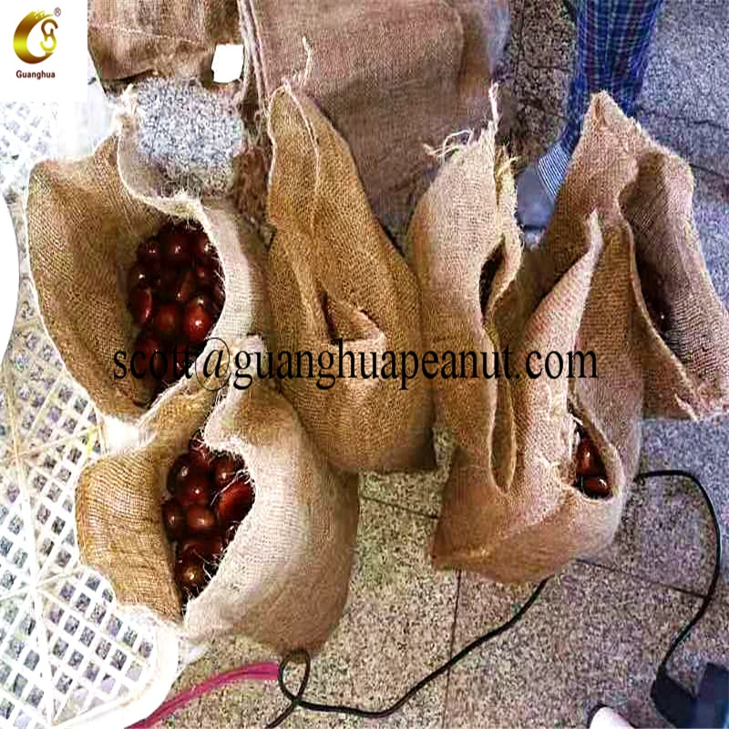 Good Quality Fresh Chestnut for Export Bulk Cheap Price