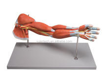  YA/L113 Arm Muscles: 7-Part Guide