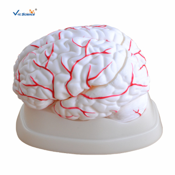 Brain Anatomy Model with Arteries