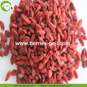 โรงงานซัพพลายผลไม้พรีเมี่ยม Sweet Goji Berry