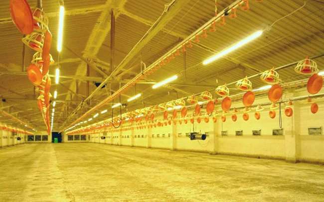 T8 No UV or IR Light Radiation Poultry Lighting Equipment for Chicken