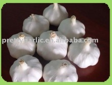 fresh pure white garlic
