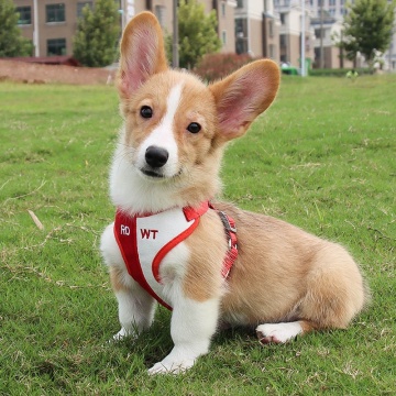 Wholesale Nylon Dog Harness Leash