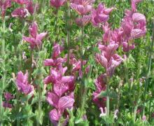 Flower seeds how to grow