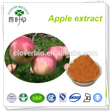 50% natural Polyphenols Apple Extract