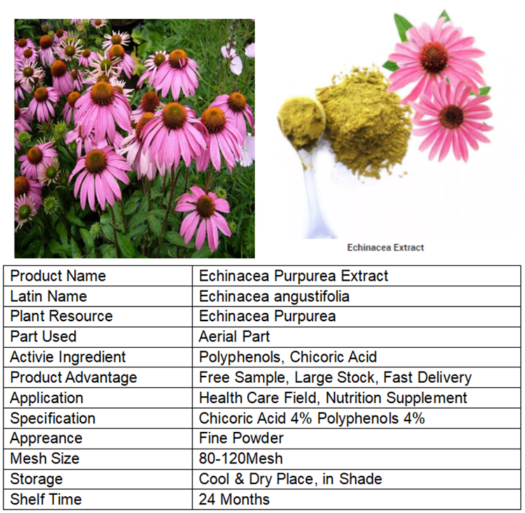 Echinacea Herb Extract Chicoric Acid 1 Polyphenols 4 Echinacea Herb Extract Chicoric Acid 1 Polyphenols 4