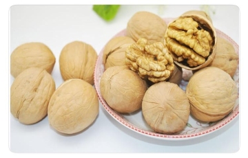 "XinJiang"High Quality Walnuts/ Walnuts