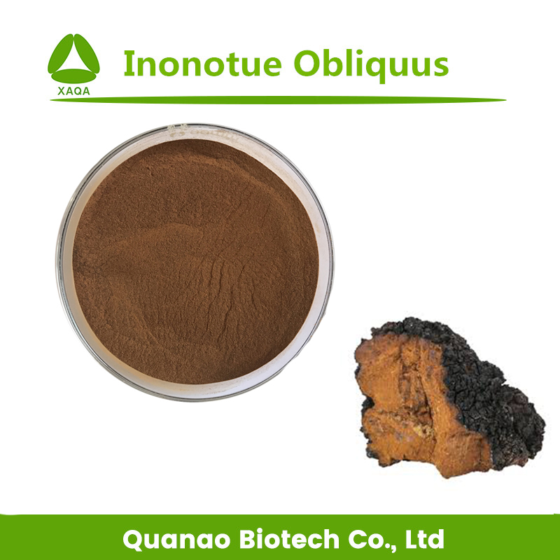 Extrato de cogumelo Chaga Inonotue Obliquus Polissacarídeos 10%