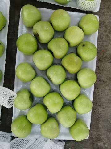 Fresh Green Delicious Green Apple