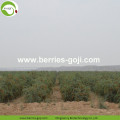 Factory Supply Hot Sale Torkad Himalayan Wolfberry