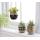 Kleine planten home decor cadeau