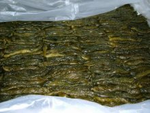 Salted Tokiwa Cucumber 673