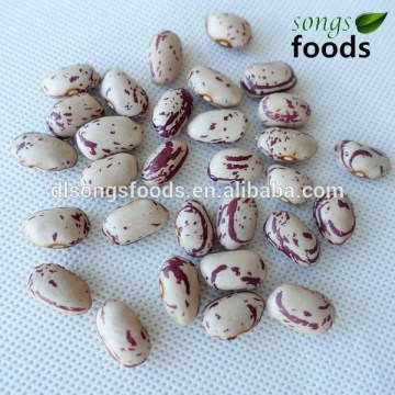 all kinds of scientific name of beans