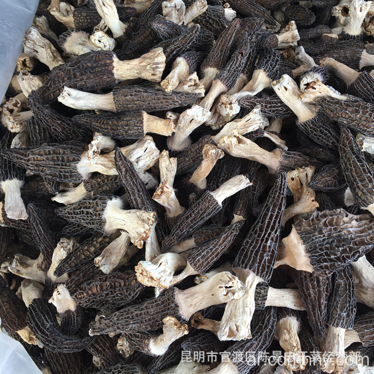 100٪ فطر Morel بري / طرية جديدة / morchella esculenta