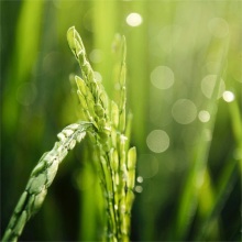 Crop vitamin / food Vitamin B3 niacin