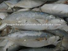 Frozen Fish Horse Mackerel